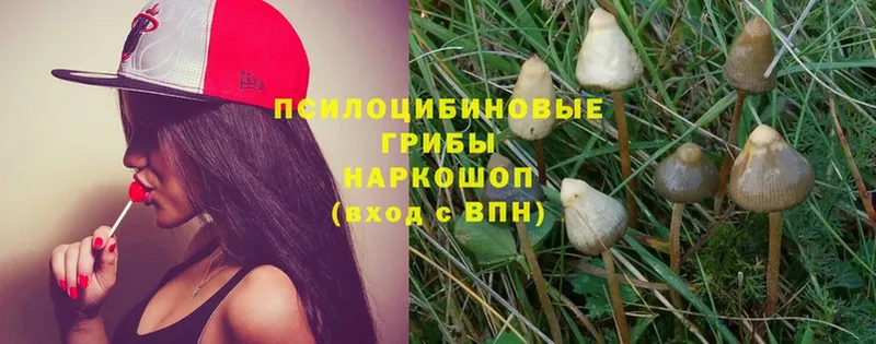 как найти закладки  Тверь  Галлюциногенные грибы Psilocybe 